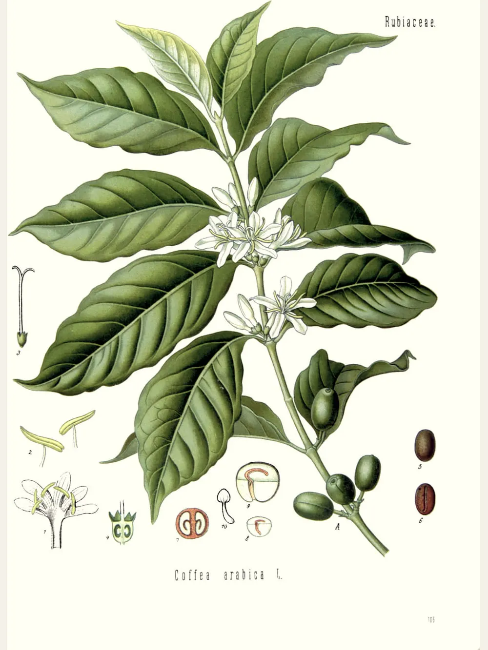 Arabica coffee, botanical plate