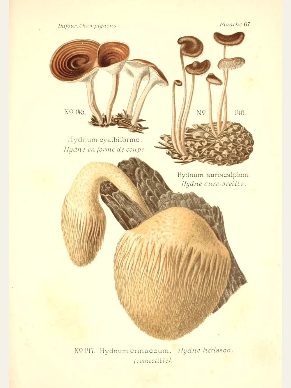 Lion's mane, botanical plate