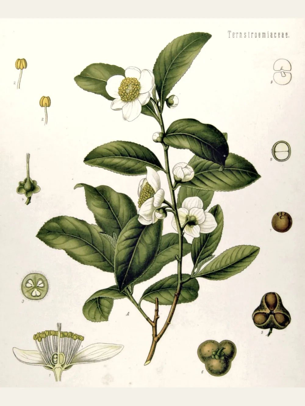 Green tea, the source of L-theanine, botanical plate